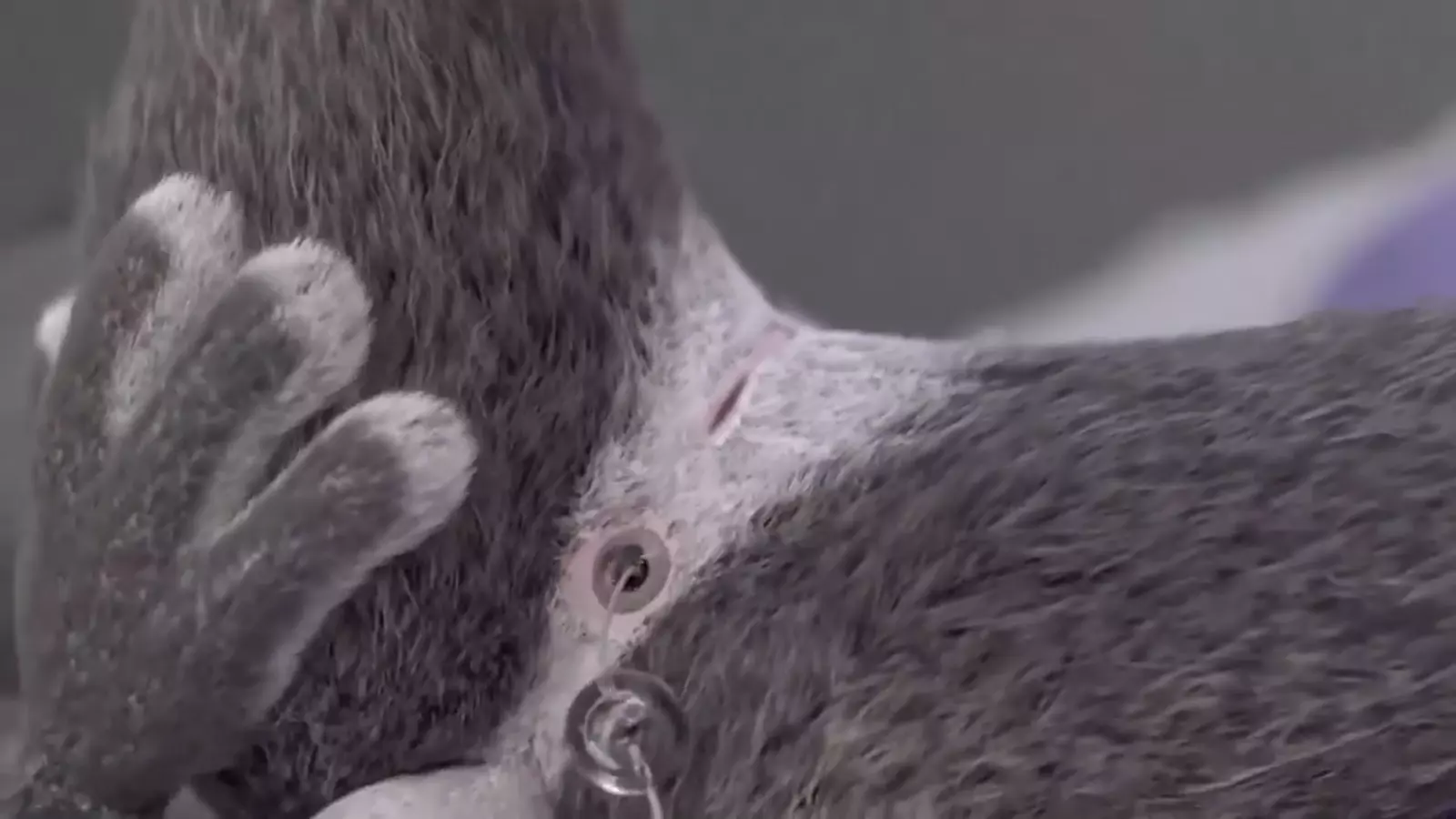 animated Two rabbits a in passionate embrace